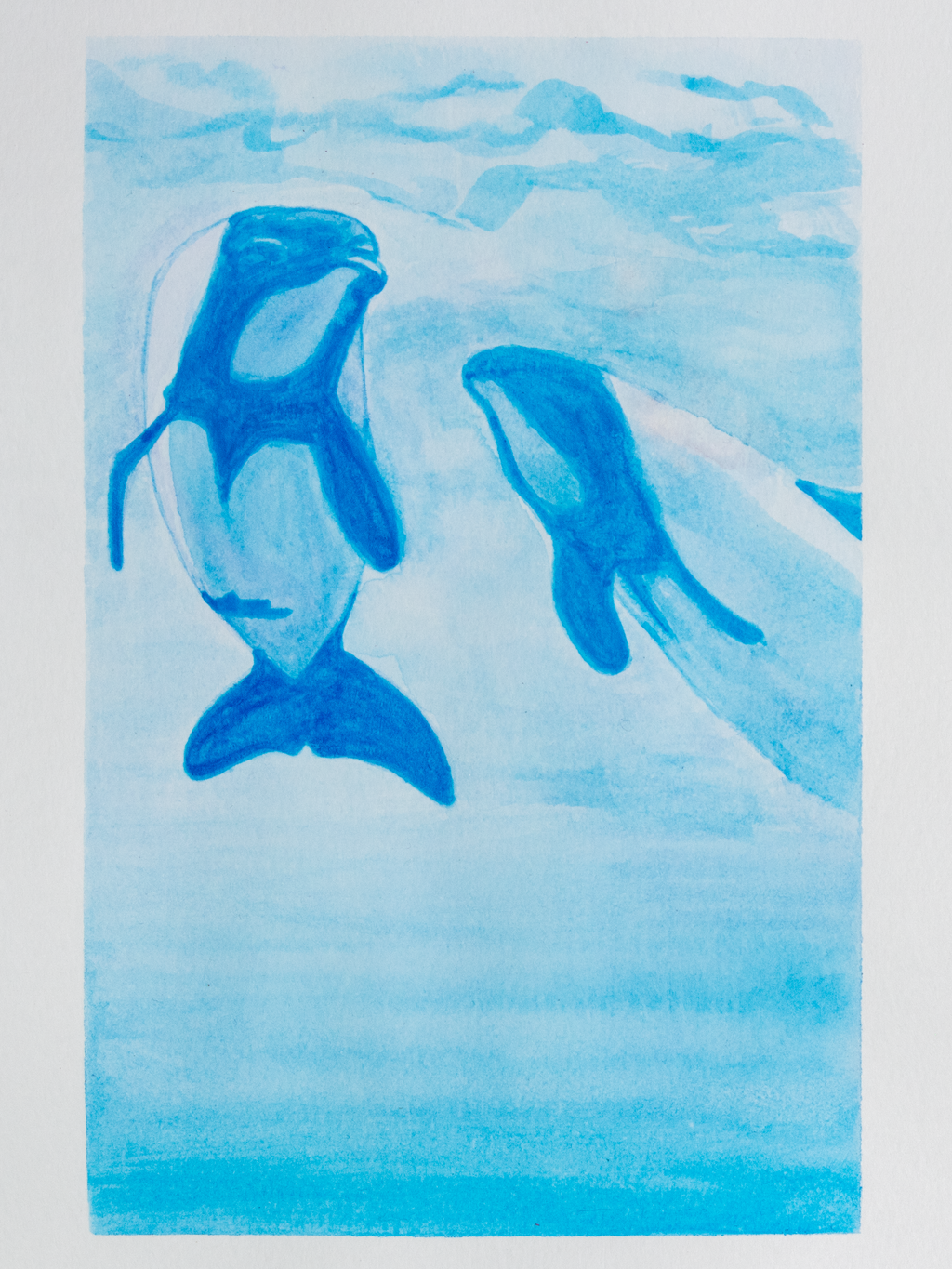 Commerson's Dolphins Mini Print Postcard