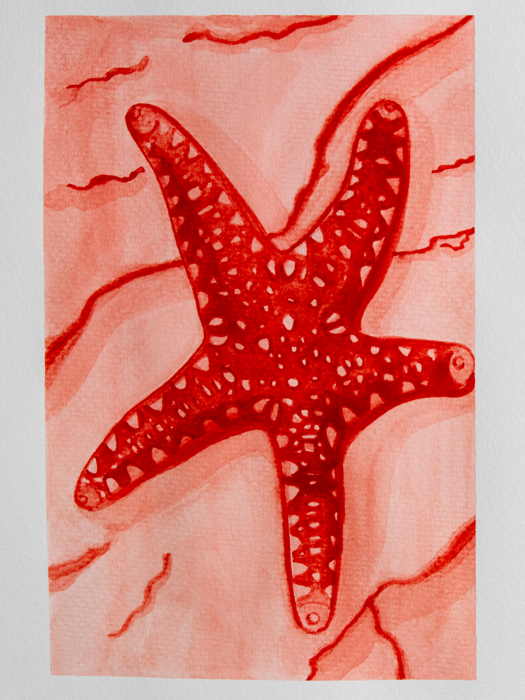 Indian Sea Star Mini Print Postcard