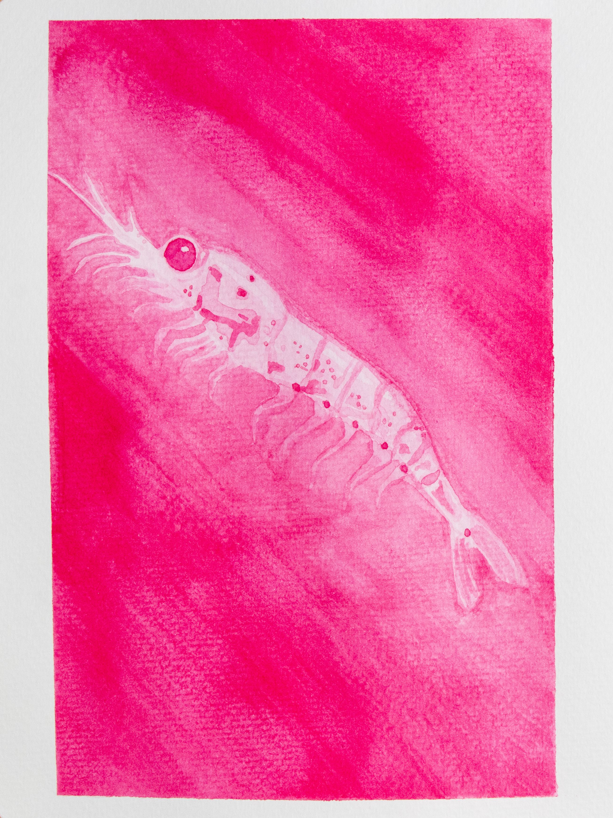 Krill Mini Print Postcard