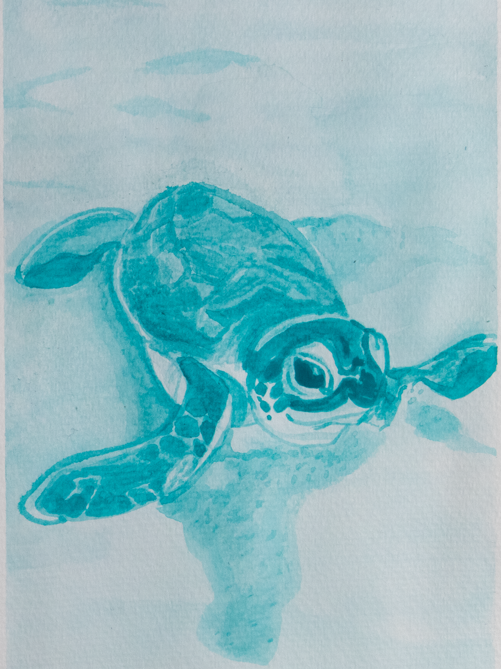 Baby Turtle Mini Print Postcard