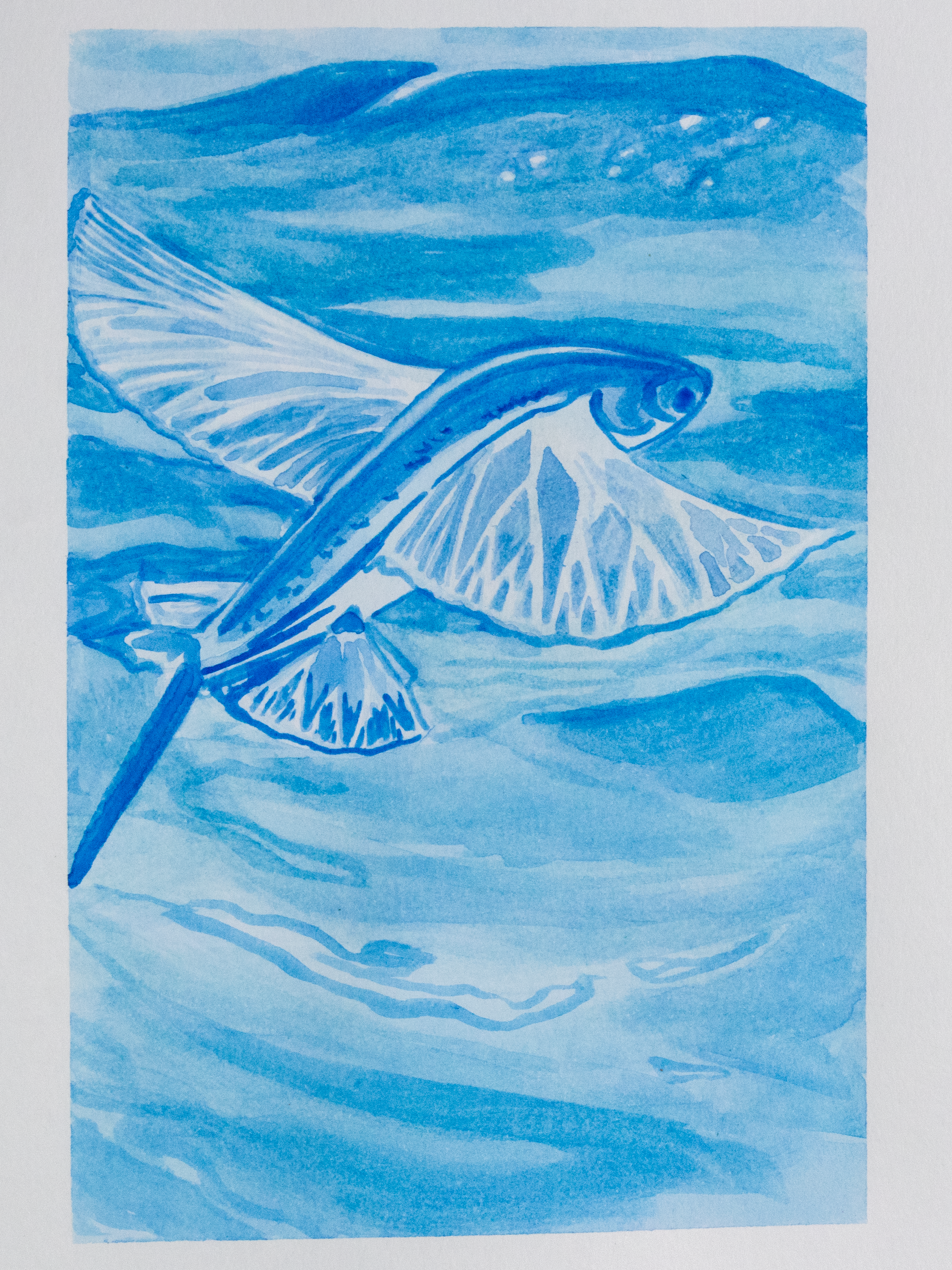 Flying Fish Mini Print Postcard